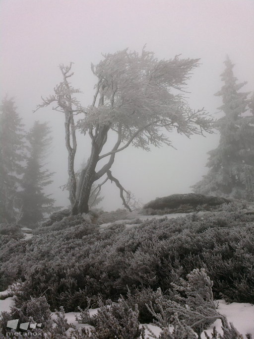 Eisbaum im Nebel